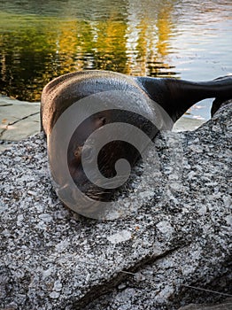 Seal chilling on a rock robbe