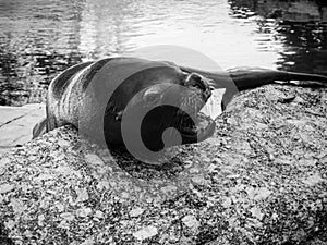 Seal chilling on a rock robbe