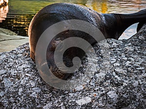 Seal chilling on a rock robbe