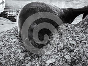 Seal chilling on a rock robbe