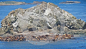 Seal Colony