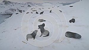 Seal Colony Aerial View. Antarctic Wildlife Fur Animal Group