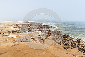 The seal colony at Cape Cross, on the atlantic coastline of Namibia, Africa. Expansive view on the beach, the rough ocean and the