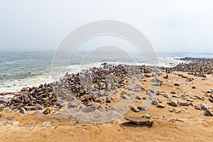 The seal colony at Cape Cross, on the atlantic coastline of Namibia, Africa. Expansive view on the beach, the rough ocean and the