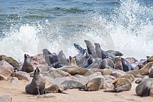 The seal colony at Cape Cross, on the atlantic coastline of Namibia, Africa. Expansive view on the beach, the rough ocean and the