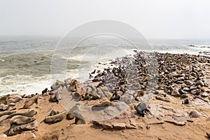 The seal colony at Cape Cross, on the atlantic coastline of Namibia, Africa. Expansive view on the beach, the rough ocean and the