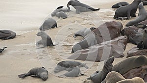 Seal colony on the ocean shore. Aquatic animals. Wildlife. Beach with mammal animal. Nature. Sealions.