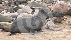 Seal colony on the ocean shore. Aquatic animals. Wildlife. Beach with mammal animal. Nature. Sealions.