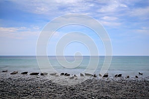 Seal colony on the pebble bech. Animal in the landscape with clouds, Dune Island, Germany, Europe. Sea water with seals.