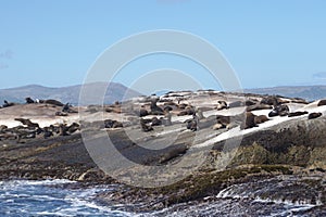 Seal colony at Seal Island, Cape town, South Affica