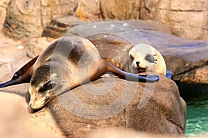 Seal couple