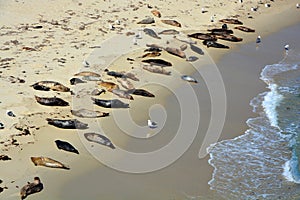 Seal cover of sand along the LaJolla Beach