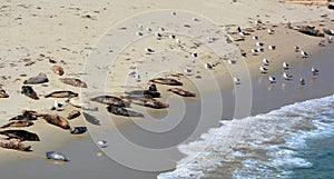 Seal cover of sand along the LaJolla Beach