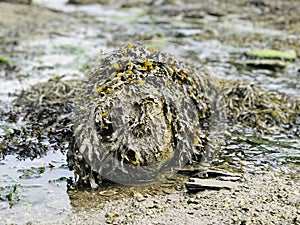 Is it a seal or a crocodile ?? photo