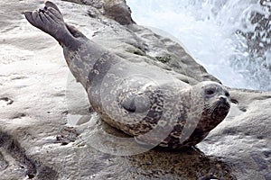 Seal cub at La Jolla Cove