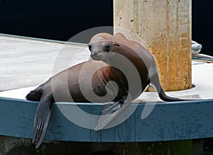 Seal on dock in Alamitos Bay in Long Beach California