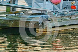 Seal on the dock trying to enter the water, Sooke B.C. Canada