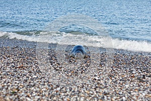 Seal on the dune of Helgoland coming from the sea