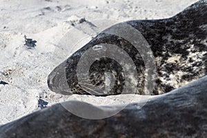 Seal on the dune of Helgoland relaxing