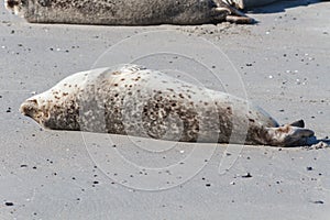 Seal on the dune of Helgoland relaxing close