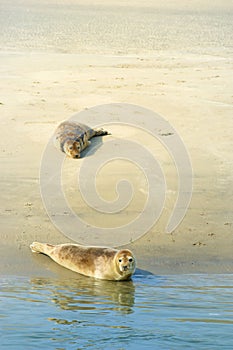 Seal in Dutch sea photo