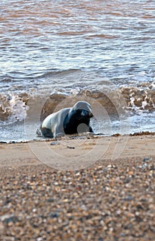 Seal exiting the sea