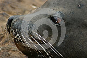 Seal Eyes
