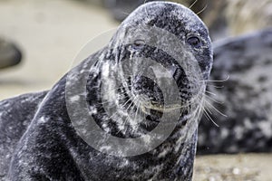 Seal face close-up