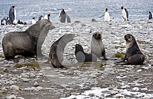 Seal family