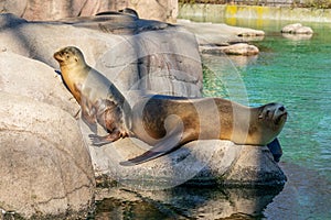 Seal family at Bronx Zoo