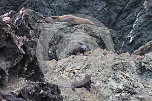 Seal family with little pups on New Zealand rocks