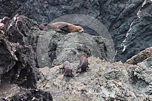 Seal family with little pups on New Zealand rocks