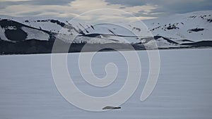 Seal of fast ice, Deception Bay, Antarctica