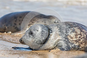 Seal with fishing net line caught around neck. Sad animal welfare image