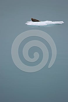 Seal, floating on iceberg