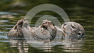 The seal floats on the surface of the water