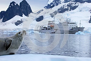 Seal in front of ship, boat, Antarctic Peninsula