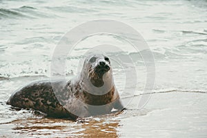 Seal funny cute animal relaxing on sandy beach
