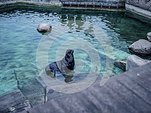 Seal fur catfish in the pool swimming water