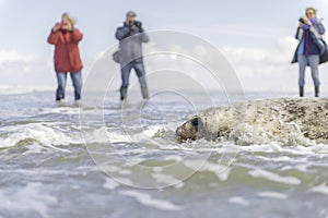 Seal gets released photo