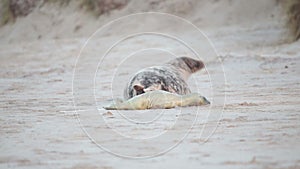 Seal giving birth to it's baby