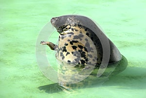 Seal in greenish water