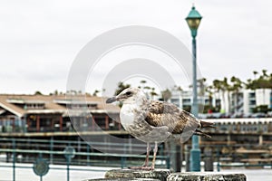 Seal Gull on Redondo Landing Pier, Redondo Beach, California, United States of America, North America