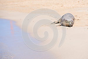 Seal in Hawaii