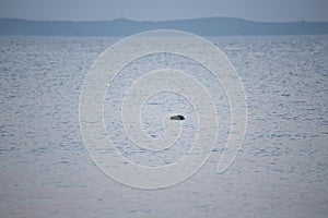 Seal head above water