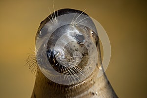 Seal head closeup at seal sanctuary