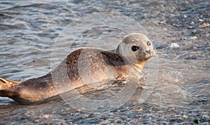 A seal on Helgoland in Germany