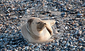 A seal on Helgoland in Germany
