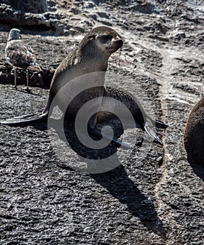 Seal in Hout Bay Cape Town