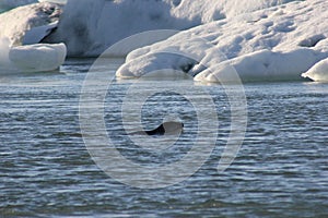 Seal in the ice water photo